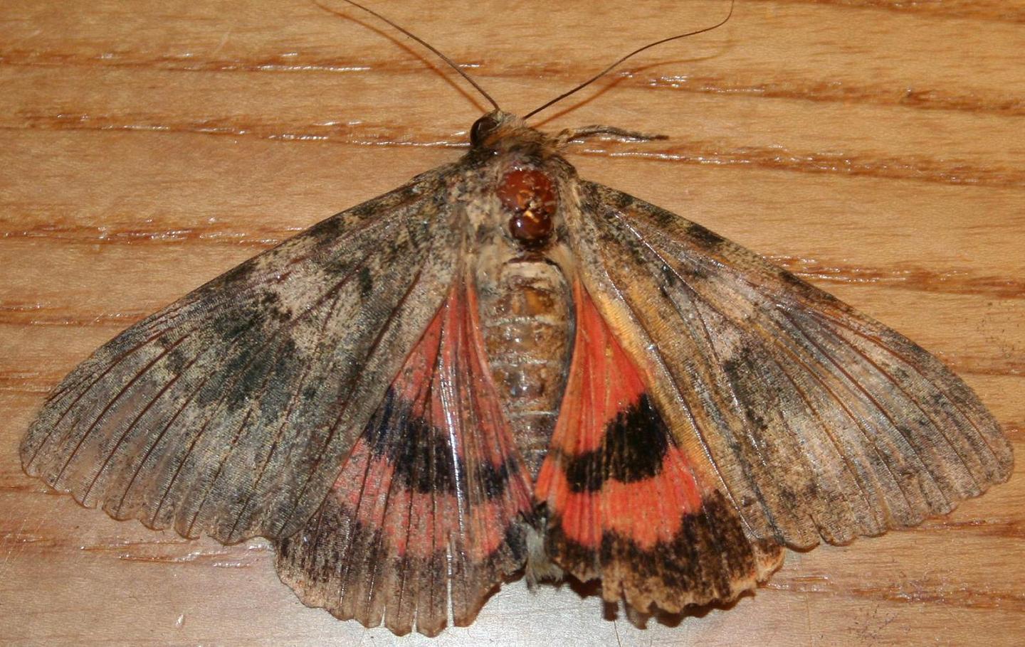 Catocala sp.